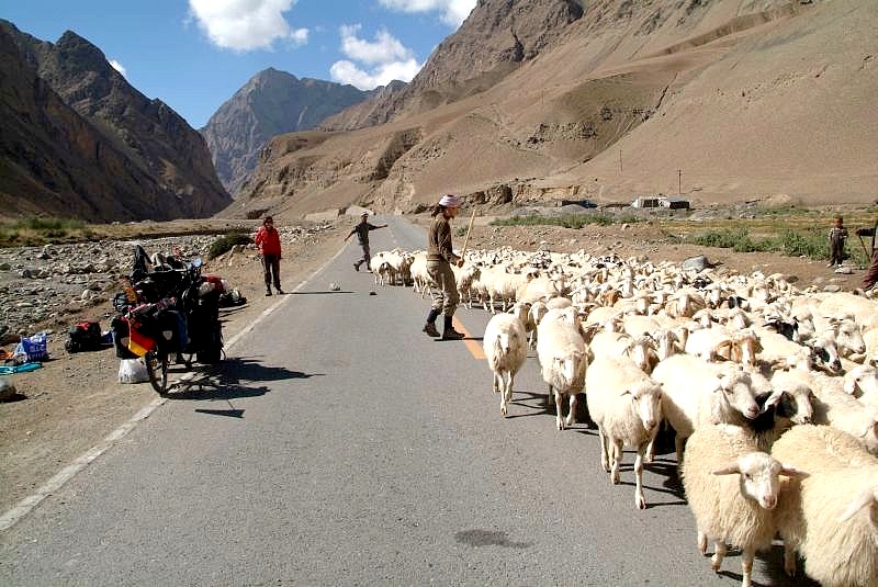 china2 001-die-Schafe-sollen-von-Zelt-und Fahrraedern-Abstand-halten