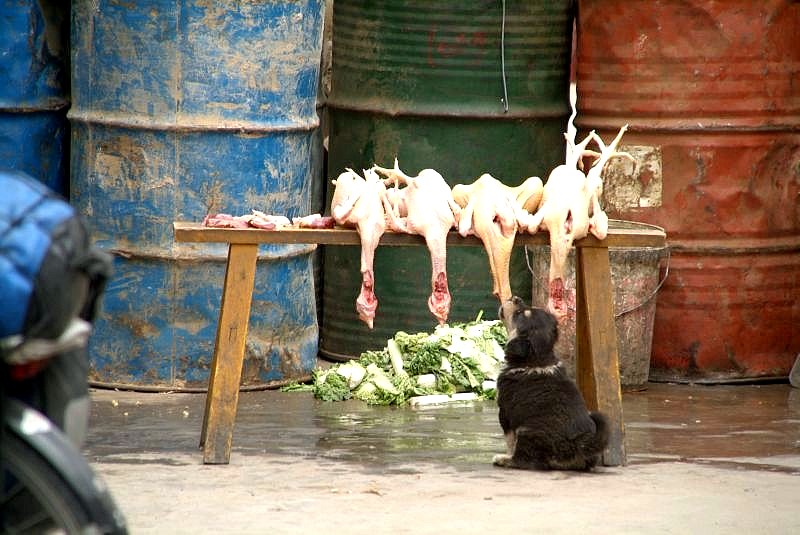 china2 012-hund-nagt-an-gaensekoepfen