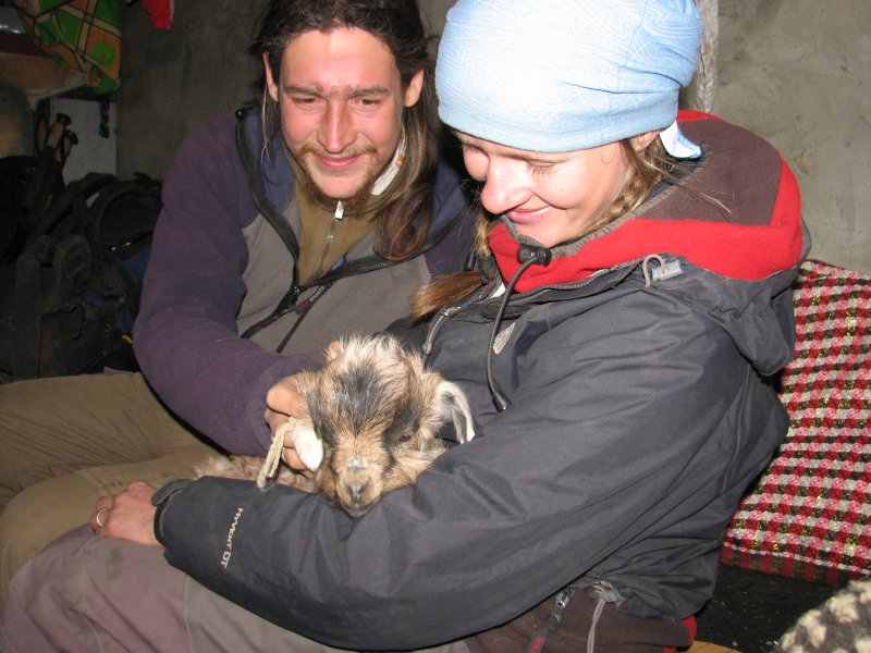 wandern in tibet 019 kleines lamm in tibetischer huette.jpg