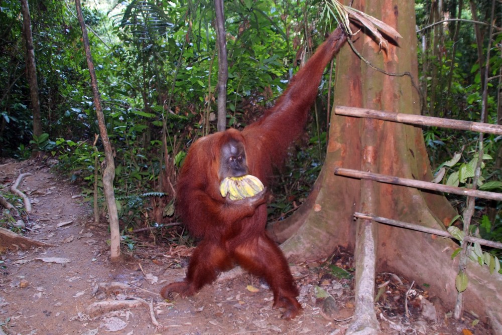 Sumatra Indonesien Hello Mister 021